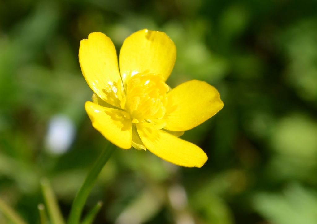 Da determinare - Ranunculus sp.